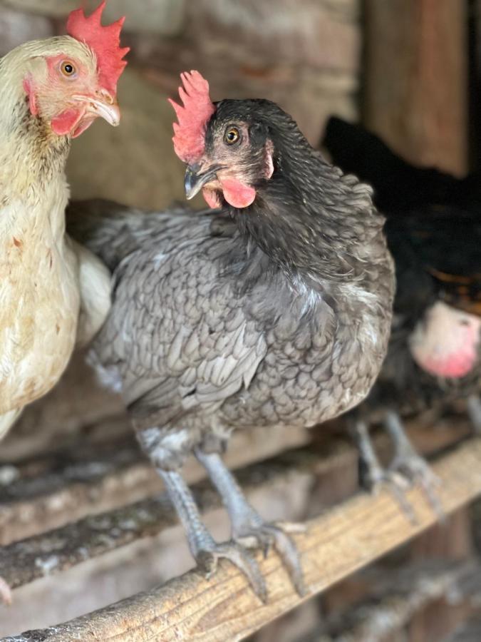 Rangen La Ferme De Marie 아파트 외부 사진