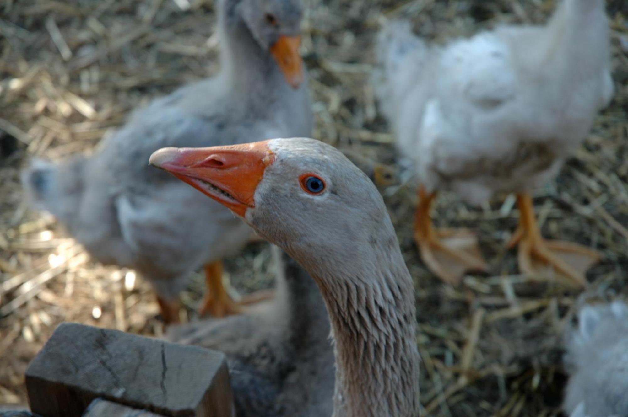 Rangen La Ferme De Marie 아파트 외부 사진